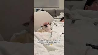 its their way of pouring love at each other #chihuahua
