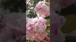 Cherry Blossom|Prunus Fragrant Cloud|Shizuka#flowers#trending#nature#shizuka#prunus#shorts#yt#cute