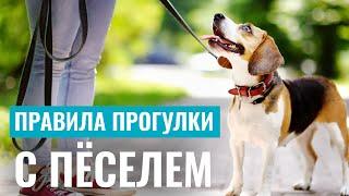 5 ПРАВИЛ ПРОГУЛКИ С СОБАКОЙ, которые нужно знать каждому!