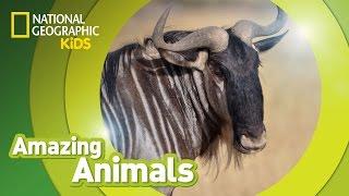 Wildebeest | Amazing Animals