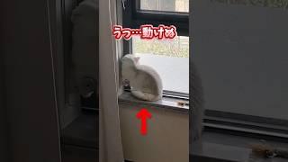 If you grin at the sight of a cat, you're out lol