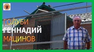 Голуби Геннадий Мацинов(В гостях станица Егорлыкская) станица Кагальницкая!