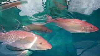 Feeding the World - University of Miami Rosenstiel School Aquaculture Program