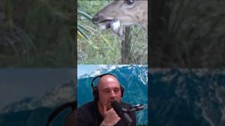 Joe Rogan's Hilarious Reaction to Deer Devouring Birds! 