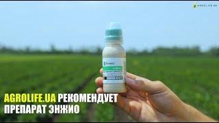 Энжио - Боремся с вредителями на овощах | Agrolife.ua  рекомендует