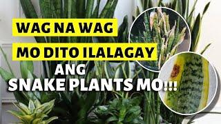 DO NOT PUT YOUR SNAKE PLANTS IN THESE AREAS! | KAYA PALA AYAW GUMANDA!