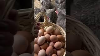 Наши серые курочки #garden #gardenlife #огород #дача #shorts