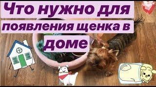 Что нужно для появления щенка в доме #йорк #собаки #щенки