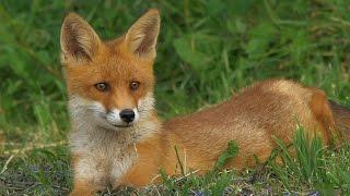 4K, UHD clips 2014, Red Fox, Rotfuchs