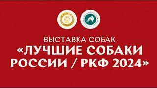 Выставка собак «Лучшие собаки России / РКФ 2024»