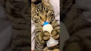 How to cat video #shorts #video #trending #youtubeshorts #howto