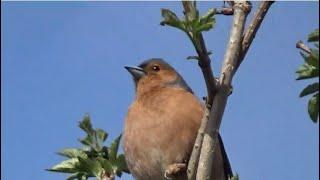 Ringed male Chaffinch sings his song….’ History’… Lost his foot!!