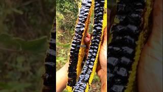 Black Honey harvesting like a pro  | Nature's Rarest Gold #viral #shorts #beekeeping