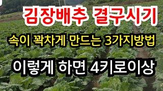 김장배추 결구시기에 꼭 해야할 3가지 (배추 품질이 결정될 시기입니다) #김장배추 재배방법