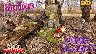 10-Hour Dog & Cat TV  Squirrels & Birds forage at the Fairy House | Video for Pets & their People