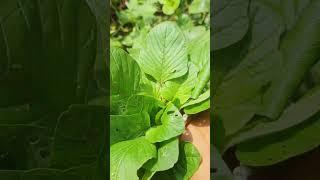 Harvest happiness #homegrown #harvesttime #youtubeshorts #shorts #gardeninglife #naturelovers