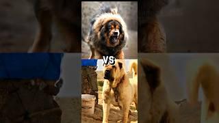 TURKISH KANGAL VS TIBETAN MASTIFF, SIBERIAN HUSKY,Saint bernard ,STRONGEST DOG BREED.