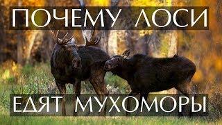 Почему лоси едят мухоморы?