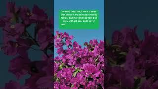 Quran Recitation Surah Maryam, Sheikh Rad Muhammad Al Kurdi, The Holy Quran #learnquranonline