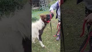 Знакомство Ляли и Вари (забыла опубликовать) #животные #animals #лошади #horse #pony #pets #cute