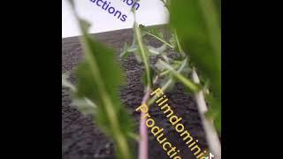 Filmdominion Production