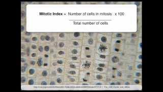 1.6 Skill: Determination of mitotic index from a micrograph