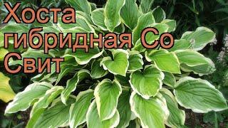 Хоста гибридная Со Свит (hosta so sweet)  хоста Со Свит обзор: как сажать рассада хосты Со Свит