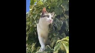 A Cute Cat on the Tree #smartsocietymysteries #cat #wildliferescue #wildlife