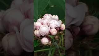#Pinna flowers