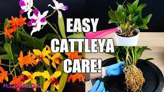 How to Care for Cattleya Orchids - Watering, Repotting, Reblooming & more! Orchid Care for Beginners