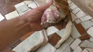 Remove mango worms from dog - Remove mango worms from dog skin Удалите манговых червей с кожи собаки