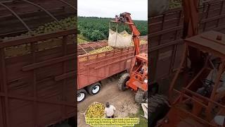 Mega Fruit Load! Precision Packing on the Farm