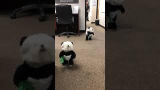 Dogs in Panda Costumes