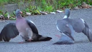 Wood Pigeons Fighting