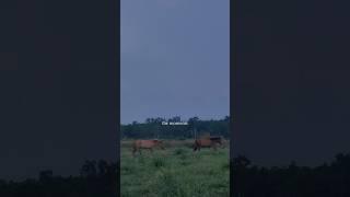 Desi #youtube #shorts #desi #like #horse #subscribe #like #viws #support