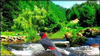 Relax 8 Hours-Calming Water Sounds-Beautiful Bird Song, Sleep-Meditation-Study-Relaxation