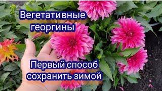 Вегетативные георгины. Черенкование для зимнего хранения.