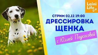 Когда и с чего начать дрессировку щенка.