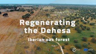 Regenerating the Dehesa (Iberian oak forest)