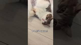 ОНА ОБАЛДЕЛА ОТ МОЕГО ТЫДЫКА#мурка#батон#котики#юмор#2025 .