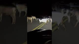 Goats Blocking the Road in Appalachia