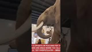 #elephant #zoo #museum