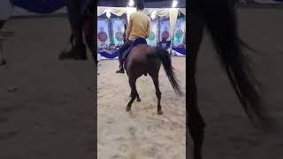 رقص خيل ماشاء الله