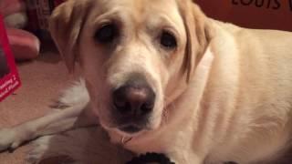 Kona Star's (Yellow Labrador)Pink Bag Haul