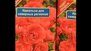 Ашан. Розы, лилии, семена, грунт, удобрение, средство от болезней и вредителей.