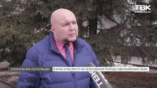 В Красноярском крае кинологи восстановили старинную породу эвенкийской лайки