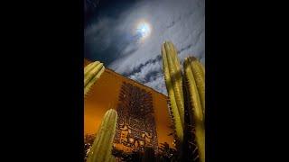 Realize Your Full Potential With the Sacred Huachuma (San Pedro) Cactus | Huachuma Wasi