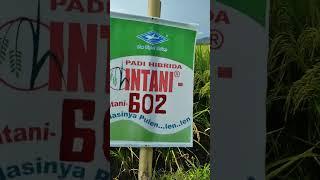 padi hibrida INTANI 602 ,AMBULU KAB JBR
