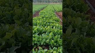 plantação de Rúcula #Rúcula#agro#horta#plantas#vidanaroca#sitio#rafaela Costa