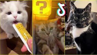 Funny Cats TikTok - Compilation 2024 #7